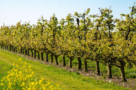 Rows with old plum or pear fruit trees with white blossom in springtime in farm orchards, Betuwe, Netherlandsの写真素材