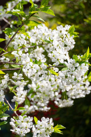 Spring white blossom or sour cherry tree in April