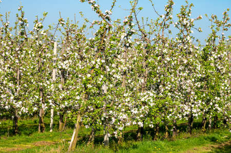 Rows with blossoming apple fruit trees in springtime in farm orchards in sunny day, Betuwe,...
