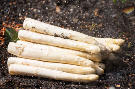 New harvest of high quality big Dutch washed white asparagus vegetables on farm field and water dropsの写真素材