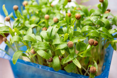 Healthy food, young sprouts plants or green coriander herb ready for consumptionの写真素材