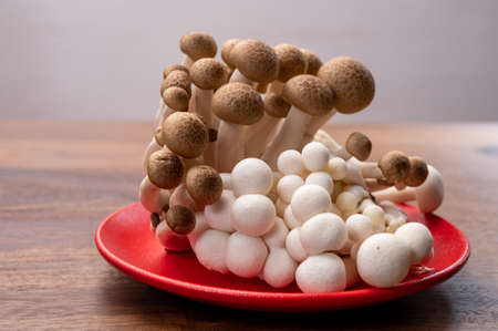 White and brown shimeji edible mushrooms native to East Asia, buna-shimeji is widely cultivated and rich in umami tasting compoundsの写真素材