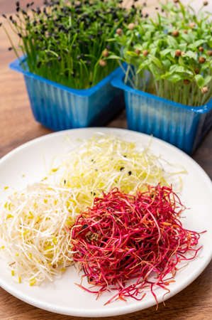 Healthy food, young sprouts plants or chives onion, coriander, red beet, alfalfa, seemed ready for consumptionの写真素材