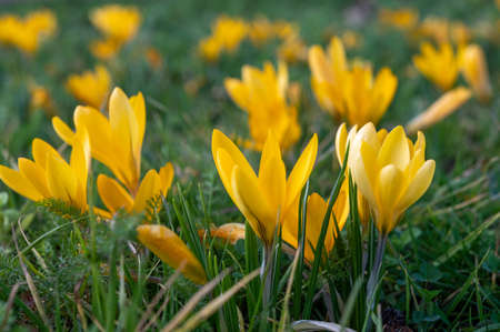 First spring flowers, blossom of yellow crocusses in forestの写真素材