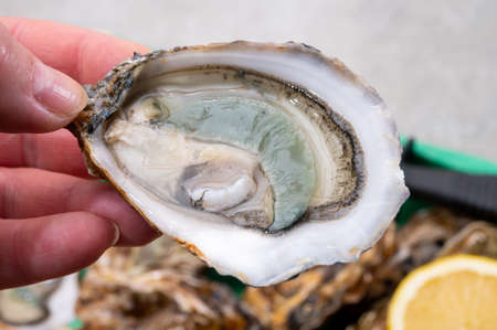 Eating of fresh big raw fine de claires vertes green french oysters from Marennes-Oleron, close upの写真素材
