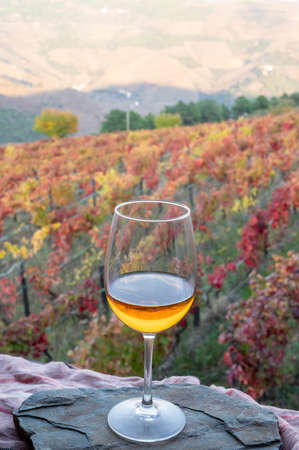 Glass of Portuguese white dry wine, produced in Douro Valley and colorful old terraced vineyards on background in autumn, wine region of Portugalの写真素材