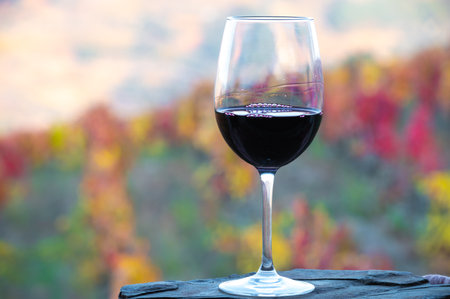 Glass of Portuguese red dry wine, produced in Douro Valley and colorful old terraced vineyards on background in autumn, wine region of Portugalの写真素材