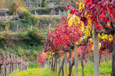 Oldest wine region in world Douro valley in Portugal, different varietes of red grape vines growing on vineyard in autumn after harvest, production of red, white and port wine.の写真素材