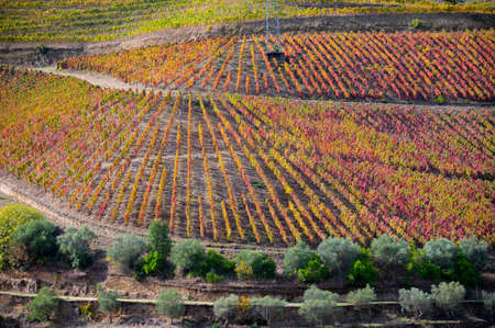 Colorful autumn landscape of oldest wine region in world Douro valley in Portugal, different varietes of grape vines growing on terraced vineyards, production of red, white, ruby and tawny port wine.の写真素材