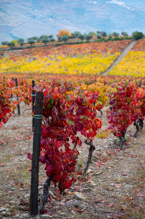 Oldest wine region in world Douro valley in Portugal, colorful very old grape vines growing on terraced vineyards in autumn, production of red, white and port wine.の写真素材