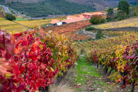 Colorful autumn landscape of oldest wine region in world Douro valley in Portugal, different varietes of grape vines growing on terraced vineyards, production of red, white, ruby and tawny port wine.の写真素材