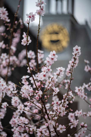 Spring blossom of pink sakura cherry tree in Japan