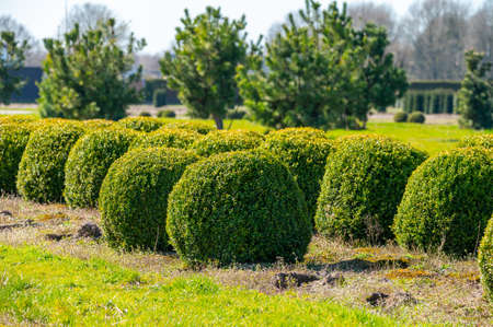 Ornamental trees and Box Topiary Balls plants growing on plantation on tree nursery farm in North...