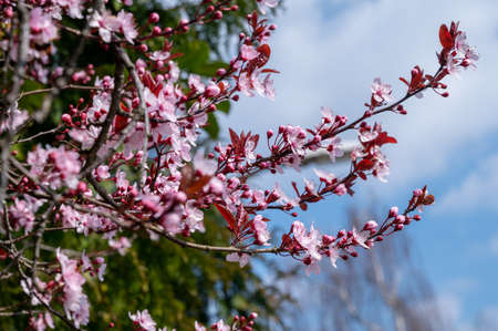 Spring blossom of pink wild sakura cherry tree in sunny day