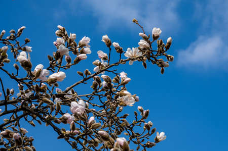 Spring blossom of white magnolia tree in sunny day with blue sky, seasonal flowersの写真素材