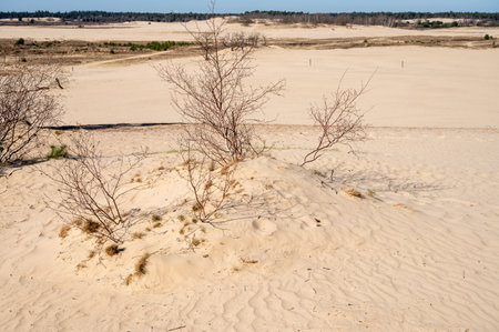 Walking trails in Dutch national park Loonse en Drunense duinen with yellow sandy dunes, pine tree forest and dried old desert plants, nature backgroundの写真素材