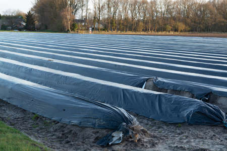 Agriculture in North Brabant, spring fields covered with black plastic film for cultivation of white...