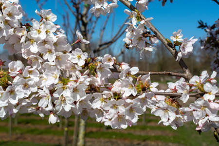 White spring blossom of cherry tree on fruit orchards close up