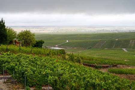 Landscape with green grand cru vineyards near Epernay, region Champagne, France in autumn rainy day....