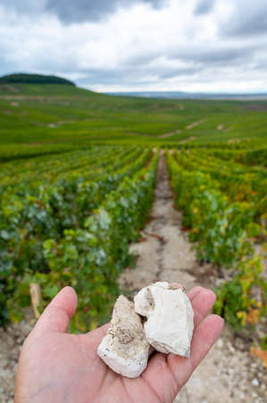 Hand with white chalk stones from soils of Cote des Blancs near Cramant, region Champagne, France and view on grand cru vineyardsの写真素材