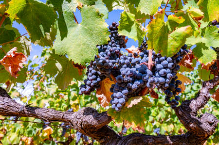 Ripe black or blue syrah wine grapes using for making rose or red wine ready to harvest on vineyards...