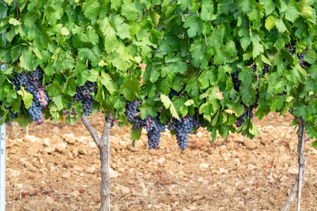 Ripe black or blue syrah or grenache wine grapes using for making rose or red wine ready to harvest...