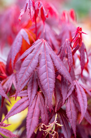 Botanical collection, young red leaves of red japan shaina acer tree close up