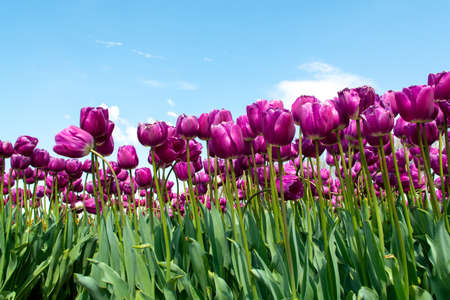 Tulips bulbs production in Netherlands, colorful spring fields with blossoming tulip flowers in...