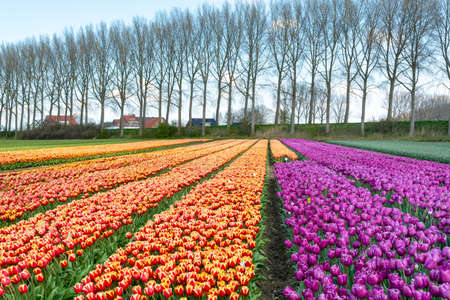 Tulips bulbs production in Netherlands, colorful spring fields with blossoming tulip flowers in Zeelandの写真素材