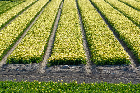 Tulips bulbs production in Netherlands, colorful spring fields with blossoming tulip flowers in Zeelandの写真素材