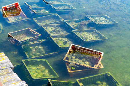 Oysters growing systems, keeping oysters in concrete oyster pits, where they are stored in crates in continuously refreshed water, fresh oysters ready for sale and consumption on farm in Yerseke, Zeeland, Netherlandsの写真素材