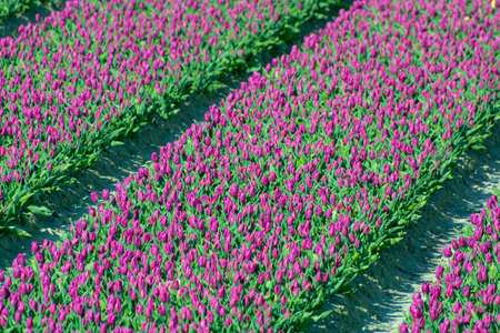 Tulips bulbs production in Netherlands, colorful spring fields with blossoming tulip flowers in...
