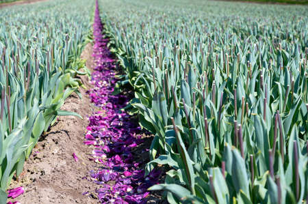 Tulips bulbs production in Netherlands, cutted tulip flowers heads on farm field in Zeelandの写真素材
