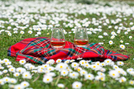 Glasses of Scotch single malt or blended whiskey on red tartan on green grass with many white daisy flowers, spring in Scotlandの写真素材
