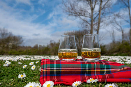 Glasses of Scotch single malt or blended whiskey on red tartan on green grass with many white daisy...