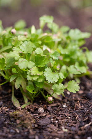 Botanical collection, young green aromatic coriander plant growing in garden close upの写真素材