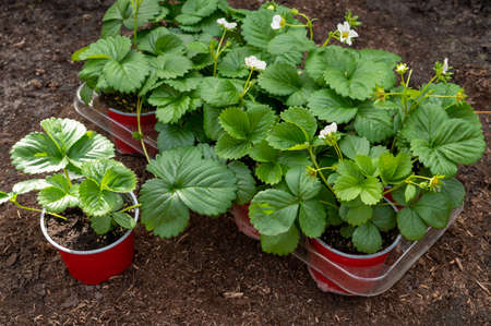 Young green strawberry plants with white flowers ready to be planted in garden soil outdoors in springの写真素材