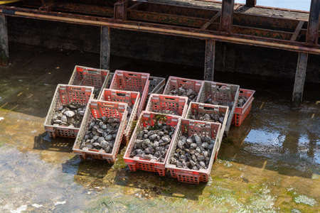 Oysters growing systems, keeping oysters in concrete oyster pits, where they are stored in crates in continuously refreshed water, fresh oysters ready for sale and consumption on farm in Yerseke, Zeeland, Netherlandsの写真素材