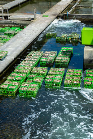 Oysters growing systems, keeping oysters in concrete oyster pits, where they are stored in crates in continuously refreshed water, fresh oysters ready for sale and consumption on farm in Yerseke, Zeeland, Netherlandsの写真素材