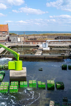 Oysters growing systems, keeping oysters in concrete oyster pits, where they are stored in crates in continuously refreshed water, fresh oysters ready for sale and consumption on farm in Yerseke, Zeeland, Netherlandsの写真素材