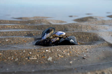 Group of live mussels clams lies on sand at low tide in North sea close upの写真素材