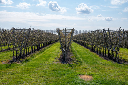 Cultivation of pear fruits on Dutch orchards, spring white blossom of pear trees, Zeeland, Netherlandsの写真素材