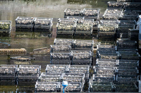 Oysters growing systems, keeping oysters in concrete oyster pits, where they are stored in crates in continuously refreshed water, fresh oysters ready for sale and consumption on farm in Yerseke, Zeeland, Netherlandsの写真素材