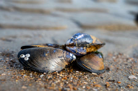 Group of live mussels clams lies on sand at low tide in North sea close upの写真素材