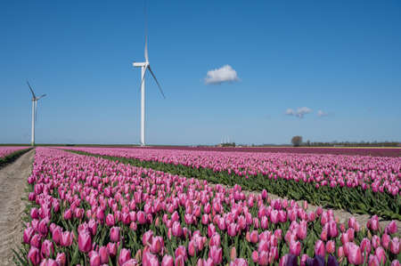 Tulips bulbs production in Netherlands, colorful spring fields with blossoming tulip flowers in Zeelandの写真素材