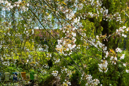 Spring white blossom of sweet cherry trees on fruit orchards in Zeeland, Netherlandsの写真素材