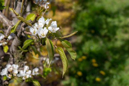 Spring white blossom of pear trees on fruit orchards in Zeeland, Netherlandsの写真素材