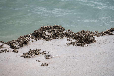 Group of live oysters shellfish growing on stones on sand at low tide in North sea, Zeeland, Netherlandsの写真素材