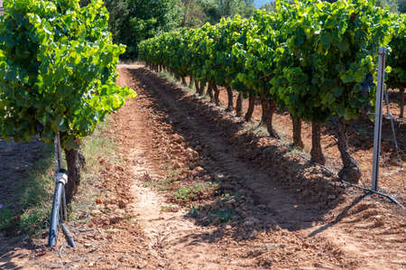 Vineyards of AOC Luberon mountains near Apt with old grapes trunks growing on red clay soil, Vaucluse, Provence, France. Red or rose wine grape ready to harvest.の写真素材