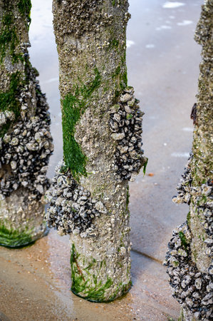 Groups of live mussels clams shellfish growing on wooden poles at low tide in North sea, Zoutelande, Zeeland, Netherlandsの写真素材
